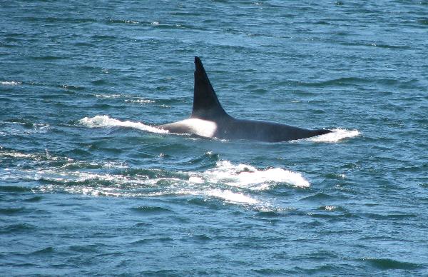 Photo of Orcinus orca by Rosemary Taylor